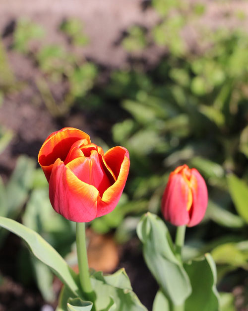 flower in garden